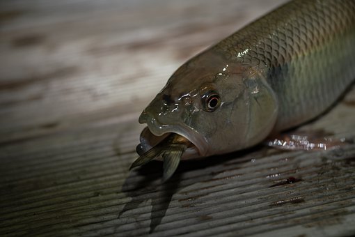 ��ѧ��ѧϰ�ƻ�ģ��