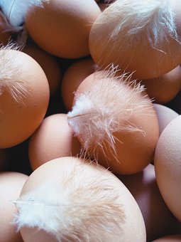 һ��֧Ʊ��Ľ�����������ЩӢ����������������˻�Ƶ���