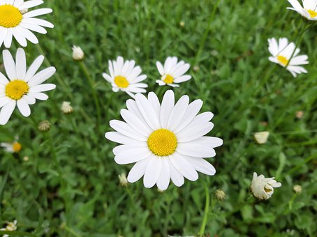 ���Ľ�ѧ����ʹ�����������������조����ƶѪ���ĺ���